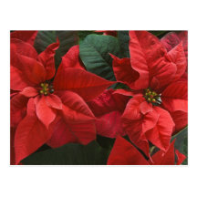 USA, WA, Red Poinsettia Detail (Euphorbia Post Cards
