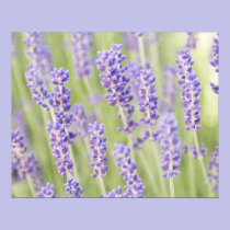 USA, WA, Squim, Lavendar (Selective Focus) posters