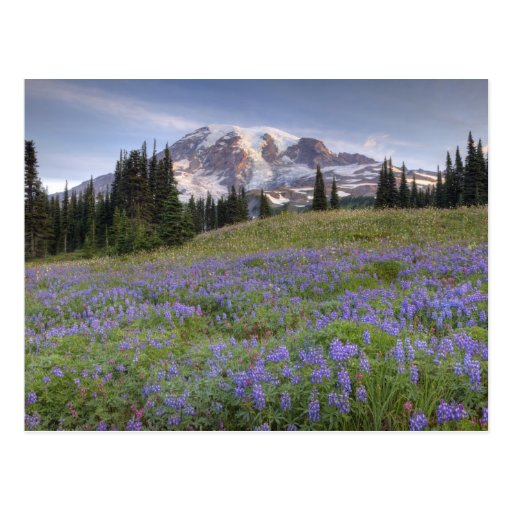 USA, Washington, Mt. Rainier NP, Mt. Rainier and Postcard