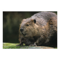 USA, Washington, Northwest Trek. Beaver