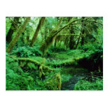 USA, Washington, Olympic Nat. Park, Hoh Rain Postcards