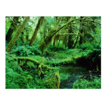 USA, Washington, Olympic Nat. Park, Hoh Rain Postcards