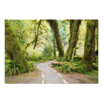 USA, Washington, Olympic National Park, Hiking
