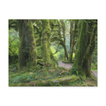 USA, Washington, Olympic National Park, Hoh Rain Postcard