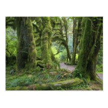 USA, Washington, Olympic National Park, Hoh Rain Postcard