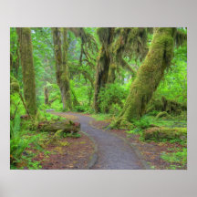USA, Washington, Olympic National Park, Hoh Rain Posters