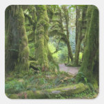 USA, Washington, Olympic National Park, Hoh Rain Square Stickers