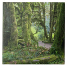 USA, Washington, Olympic National Park, Hoh Rain Tiles