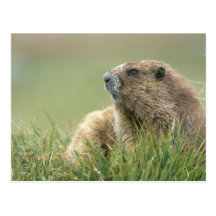 USA, Washington, Olympic NP, Olympic Marmot Post Cards