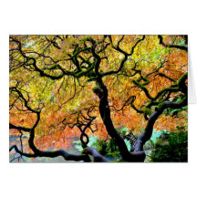 USA, Washington, Seattle, Kubota Garden. Greeting Cards
