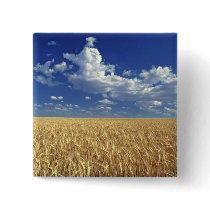 USA, Washington State, Colfax. Ripe wheat Buttons