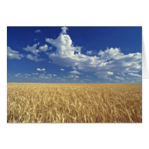 USA, Washington State, Colfax. Ripe wheat Cards