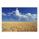 USA, Washington State, Colfax. Ripe wheat Photo Art