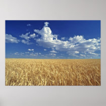 USA, Washington State, Colfax. Ripe wheat