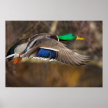 USA, Washington State, Mallard, male, flight. Poster