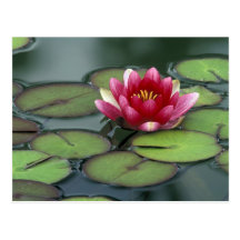USA, Washington State, Seattle. Water lily and Postcards