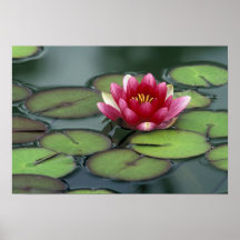 USA, Washington State, Seattle. Water lily and Print