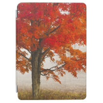 USA, West Virginia, Davis. Red maple in autumn iPad Air Cover at  Zazzle