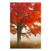 USA, West Virginia, Davis. Red maple in autumn Photographic Print