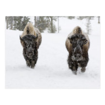USA, WY, Yellowstone NP, American Bison (Bison Post Card