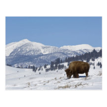 USA, WY, Yellowstone NP, American Bison Bison Postcard