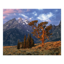 USA, Wyoming, Grand Teton NP. A lone cedar Photo Print