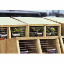 USInspection of Quaker Parakeet Shipment from Urug photo sculptures
