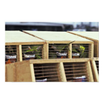USInspection of Quaker Parakeet Shipment from Urug posters