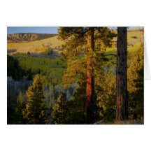 UTAH. Ponderosa pines & aspen, autumn. Sunrise, Card