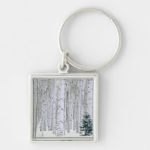 UTAH. USA. Aspen (Populus tremuloides) & Douglas Key Chains