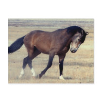Utah Wild Mustang postcards