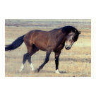 postcard - Wild Mustang of Utah near Dugway, Utah
