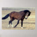 Utah Wild Mustang posters