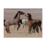 Utah Wild Mustangs Postcard