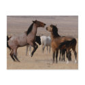 Utah Wild Mustangs postcards
