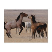 Utah Wild Mustangs postcards