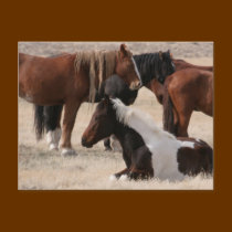 Utah Wild Mustangs postcards