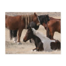 postcard - Wild Mustangs in Utah