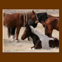 Utah Wild Mustangs postcards