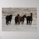 Utah Wild Mustangs Print