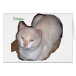 utopia the siamese cat cutout cards