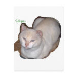 utopia the siamese cat cutout postcards