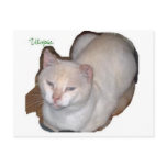 utopia the siamese cat cutout postcards