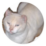 utopia the siamese cat cutout stickers
