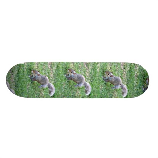 V5- Squirrelly Skateboard