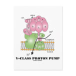 V-Class Proton Pump (Cellular Membrane) Postcard