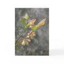 VA Wildflowers Notecard #5, Lowbush Blueberry