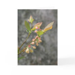 VA Wildflowers Notecard #5, Lowbush Blueberry