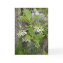 VA Wildflowers Notecard #6, Fringe Tree