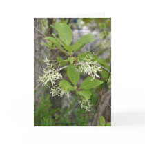 VA Wildflowers Notecard #6, Fringe Tree